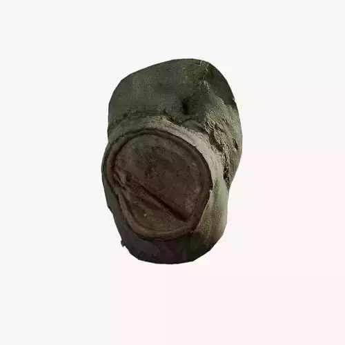 Anydrafts Ficus microcarpa Burl 04