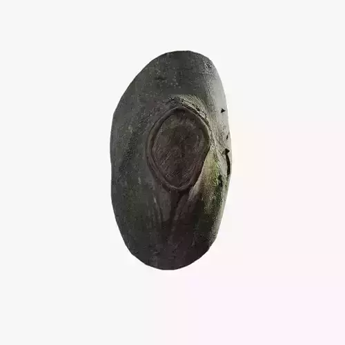 Anydrafts Ficus microcarpa Burl 05