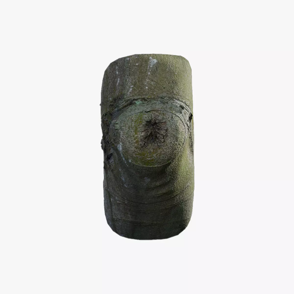 Anydrafts Ficus microcarpa Burl 06 Low-poly 3D model