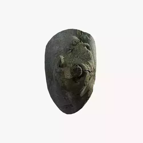 Anydrafts Ficus microcarpa Burl 07