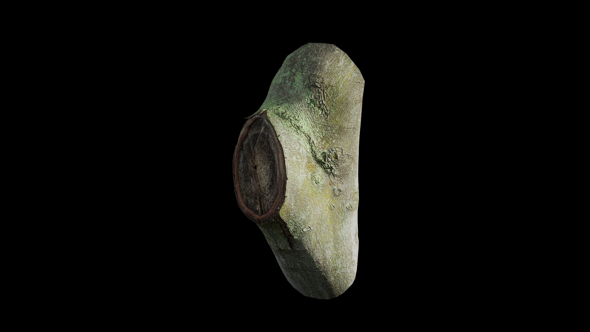 Anydrafts Ficus microcarpa Burl 08 Low-poly 3D model_4