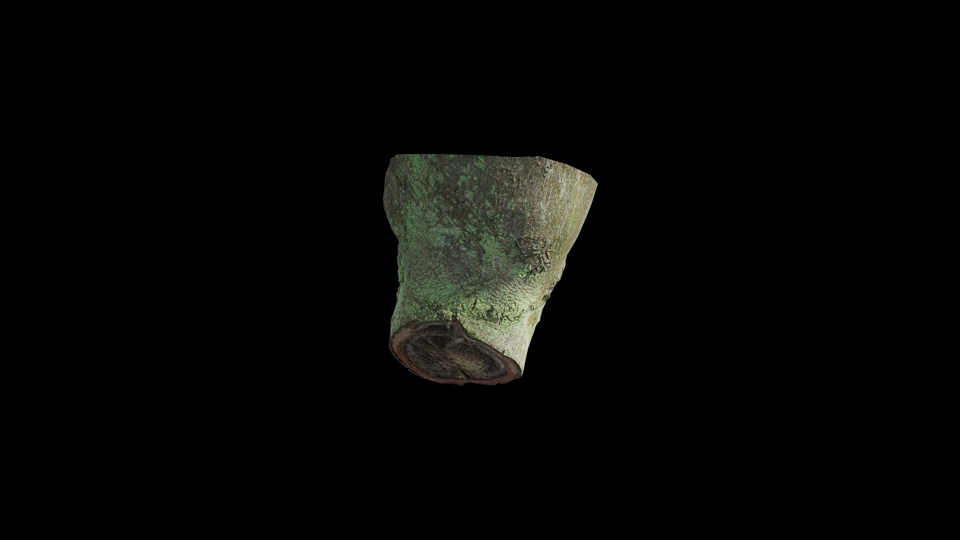 Anydrafts Ficus microcarpa Burl 08 Low-poly 3D model_6