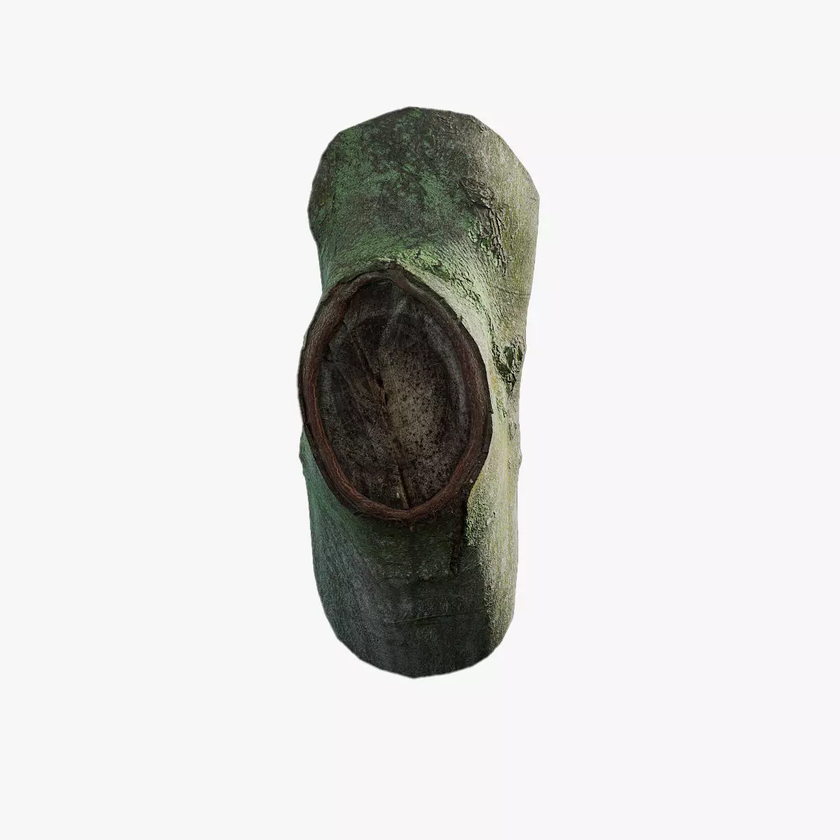 Anydrafts Ficus microcarpa Burl 08 Low-poly 3D model_0