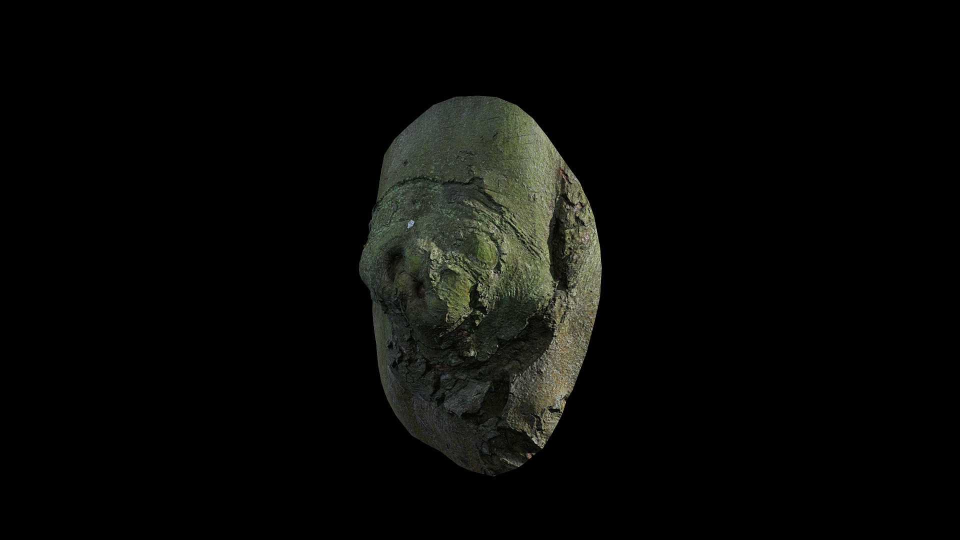 Anydrafts Ficus microcarpa Burl 15 Low-poly 3D model_4