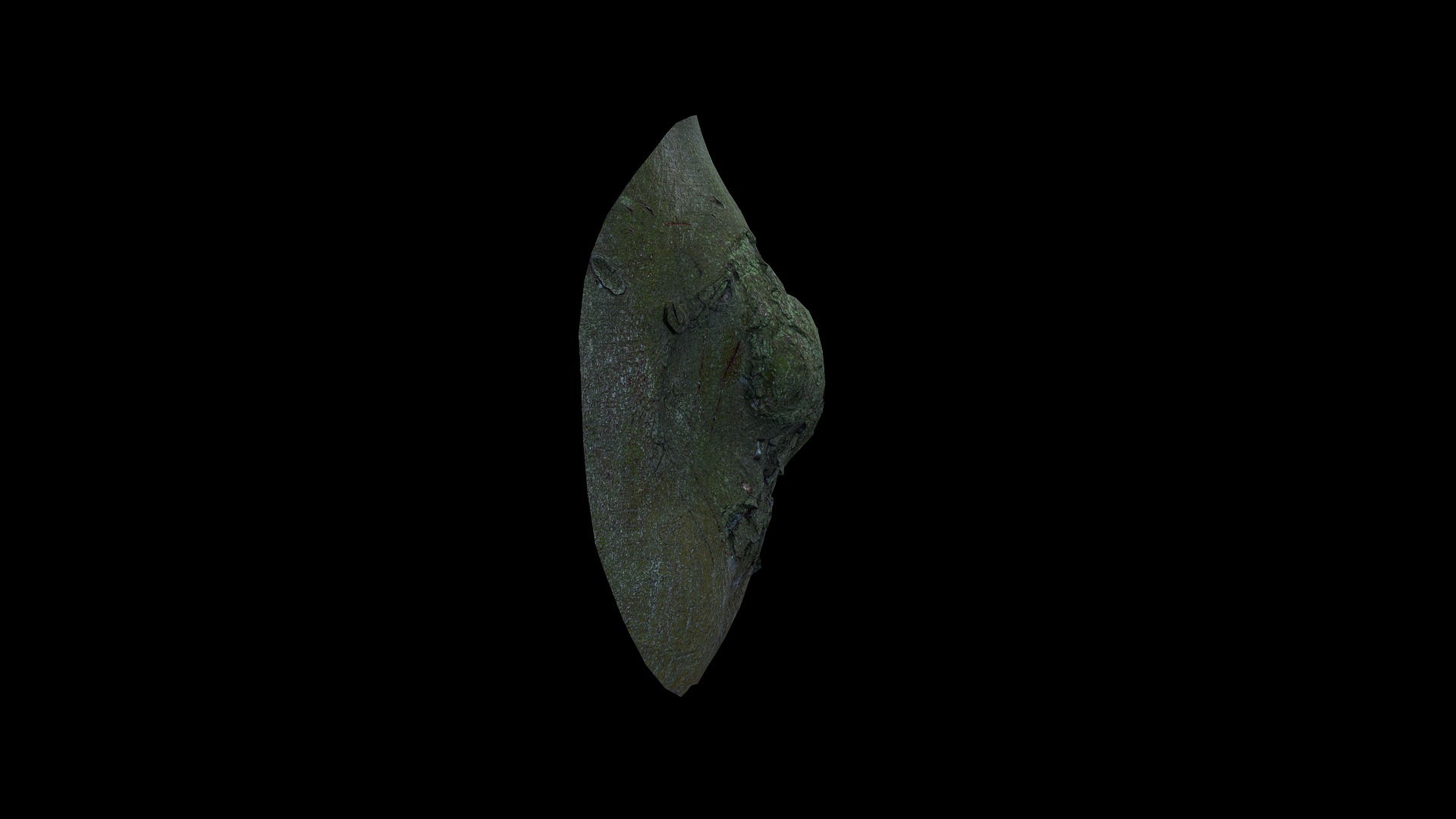 Anydrafts Ficus microcarpa Burl 15 Low-poly 3D model_7