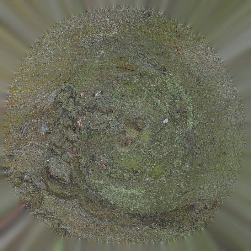 Anydrafts Ficus microcarpa Burl 15 Low-poly 3D model_1