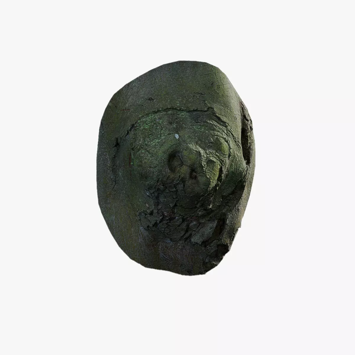 Anydrafts Ficus microcarpa Burl 15 Low-poly 3D model_0