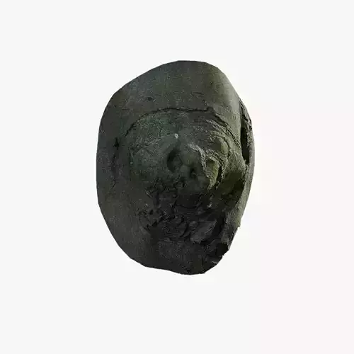 Anydrafts Ficus microcarpa Burl 15