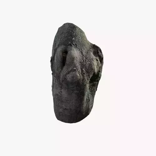 Anydrafts Ficus virens Burl 02