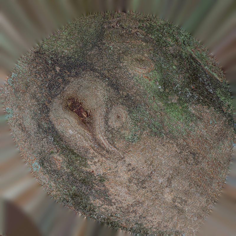 Anydrafts Ficus virens Burl 02 Low-poly 3D model_1