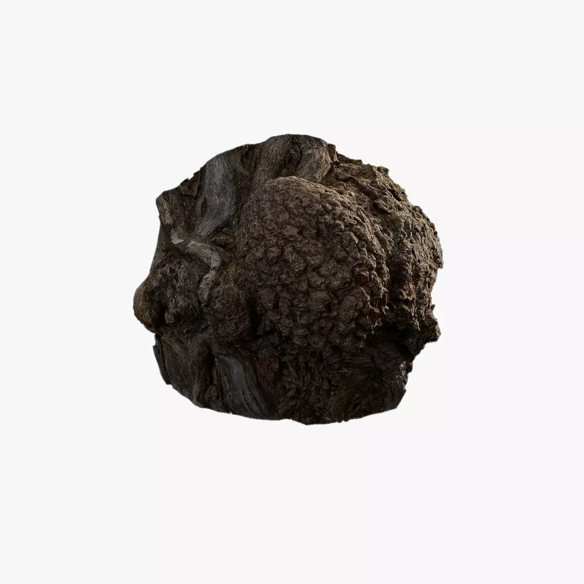 Anydrafts Hippophae rhamnoides Burl 01 Low-poly 3D model