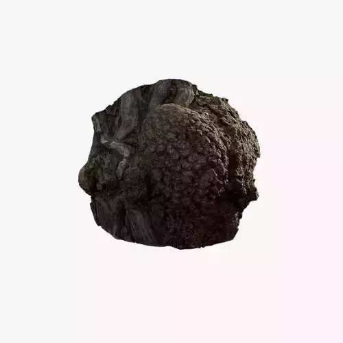 Anydrafts Hippophae rhamnoides Burl 01 Low-poly 3D model