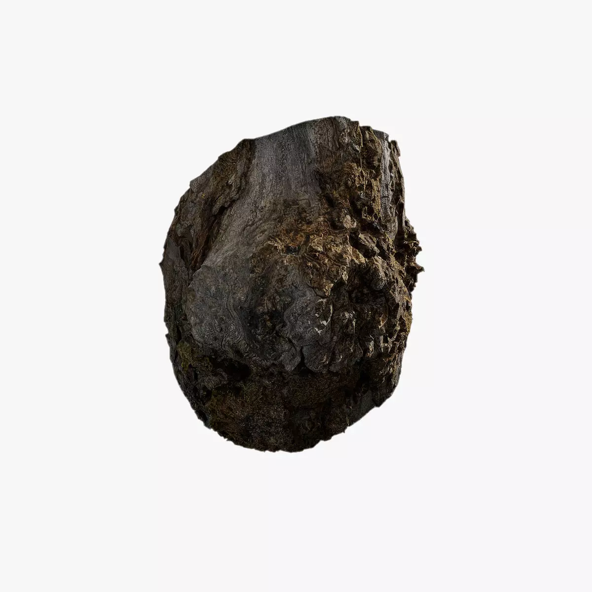 Anydrafts Hippophae rhamnoides Burl 06 Low-poly 3D model