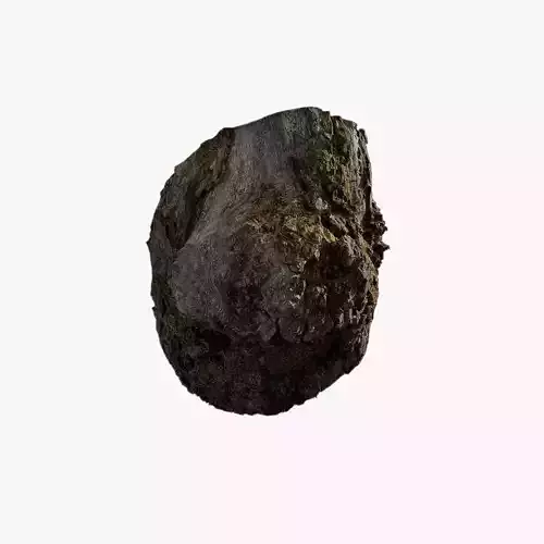 Anydrafts Hippophae rhamnoides Burl 06