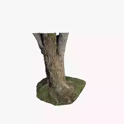 Anydrafts Hippophae rhamnoides Trunk 03 Low-poly 3D model