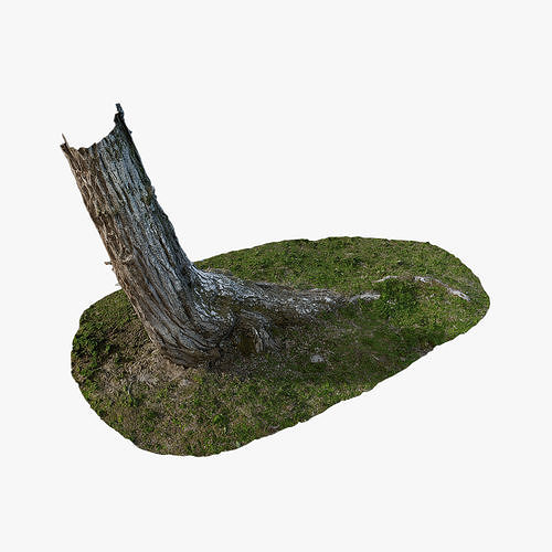 Anydrafts Hippophae rhamnoides Trunk 04 Low-poly 3D model