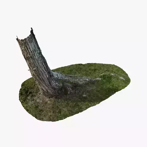 Anydrafts Hippophae rhamnoides Trunk 04