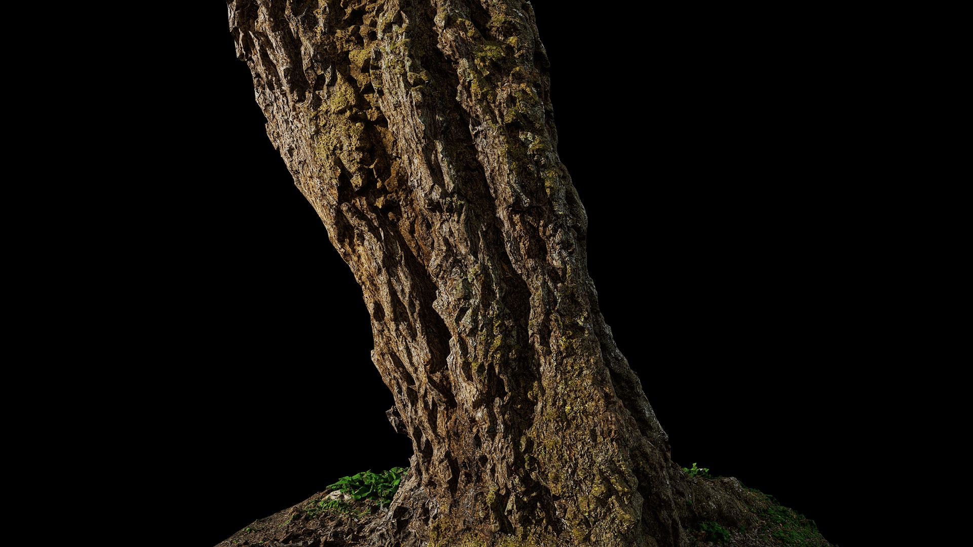 Anydrafts Hippophae rhamnoides Trunk 06 Low-poly 3D model_7