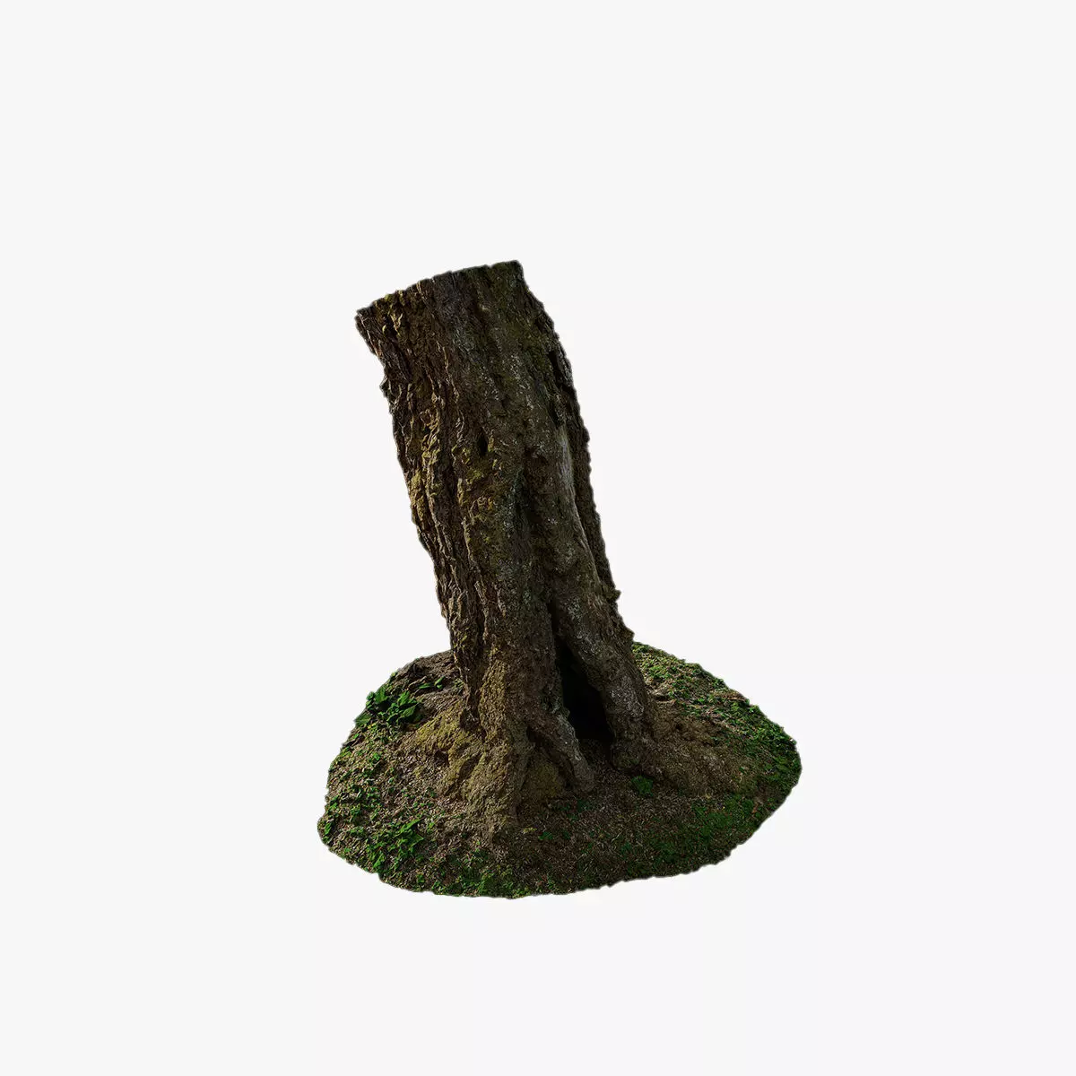 Anydrafts Hippophae rhamnoides Trunk 06 Low-poly 3D model_0