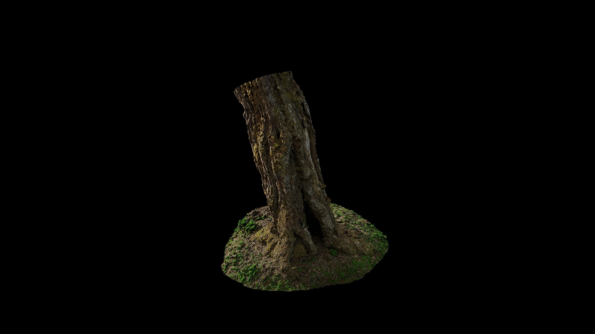 Anydrafts Hippophae rhamnoides Trunk 06 Low-poly 3D model_2