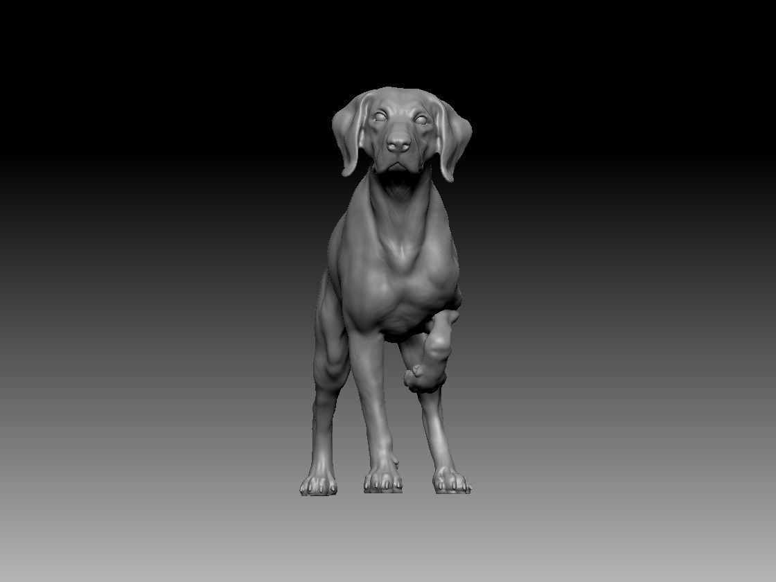 german Pointer Dog 3D print model 3D print model_2