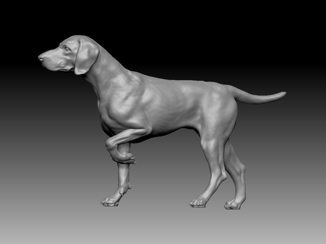german Pointer Dog 3D print model 3D print model_1