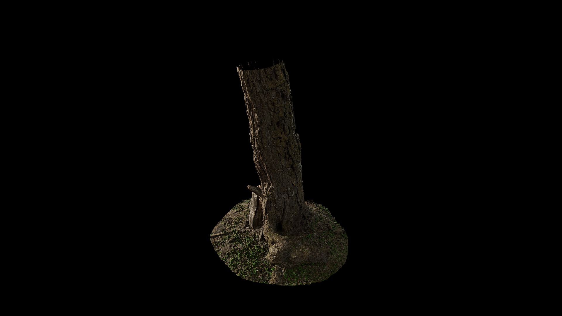 Anydrafts Hippophae rhamnoides Trunk 08 Low-poly 3D model_4