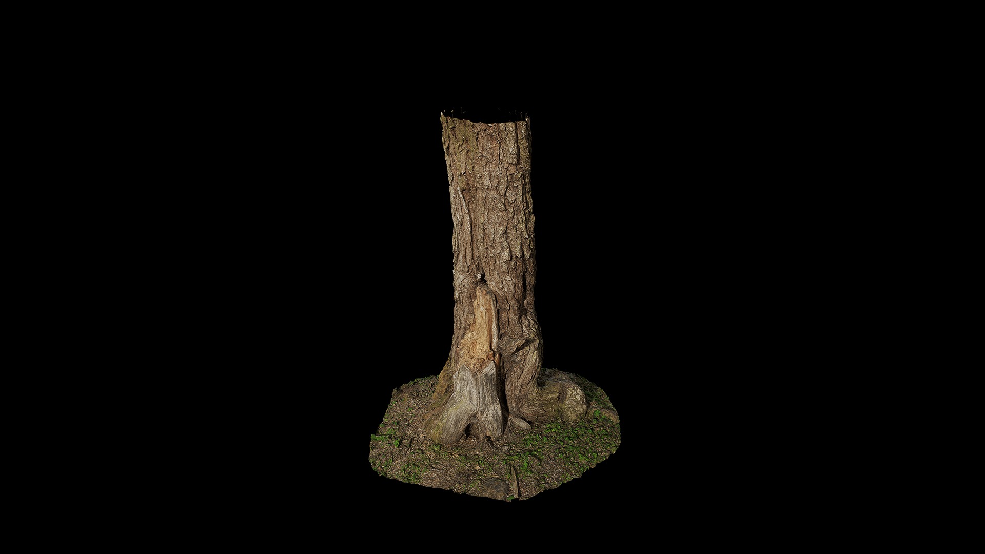 Anydrafts Hippophae rhamnoides Trunk 08 Low-poly 3D model_5
