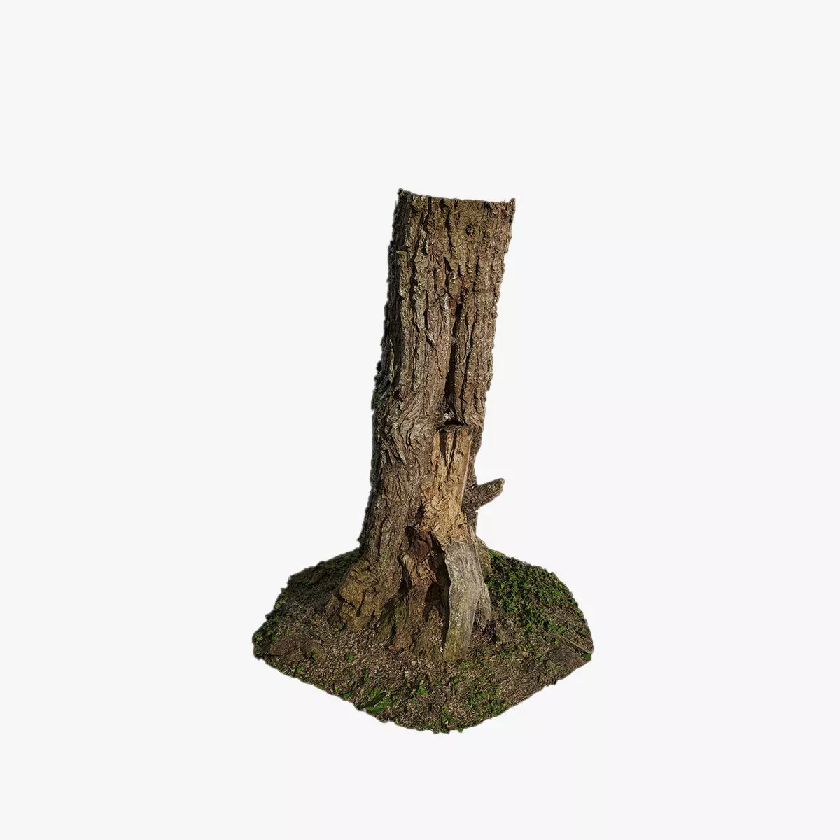 Anydrafts Hippophae rhamnoides Trunk 08 Low-poly 3D model_0