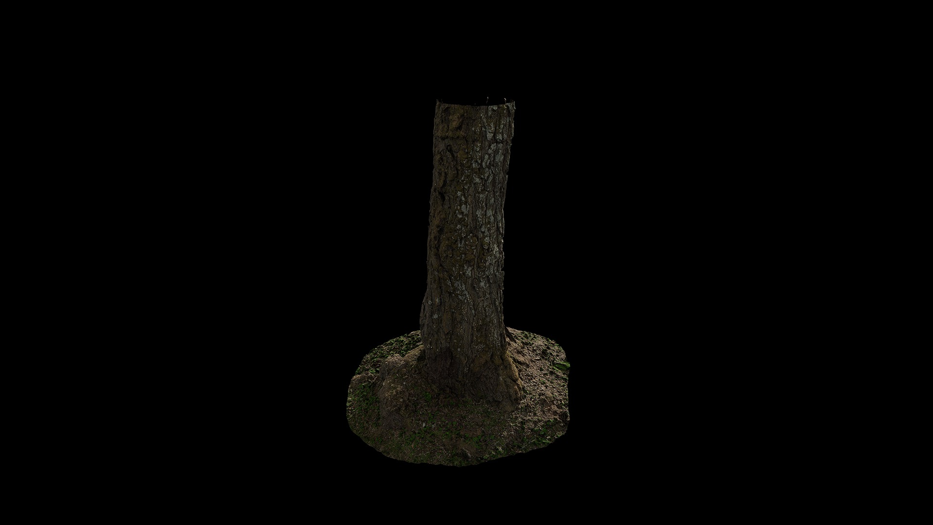 Anydrafts Hippophae rhamnoides Trunk 08 Low-poly 3D model_6