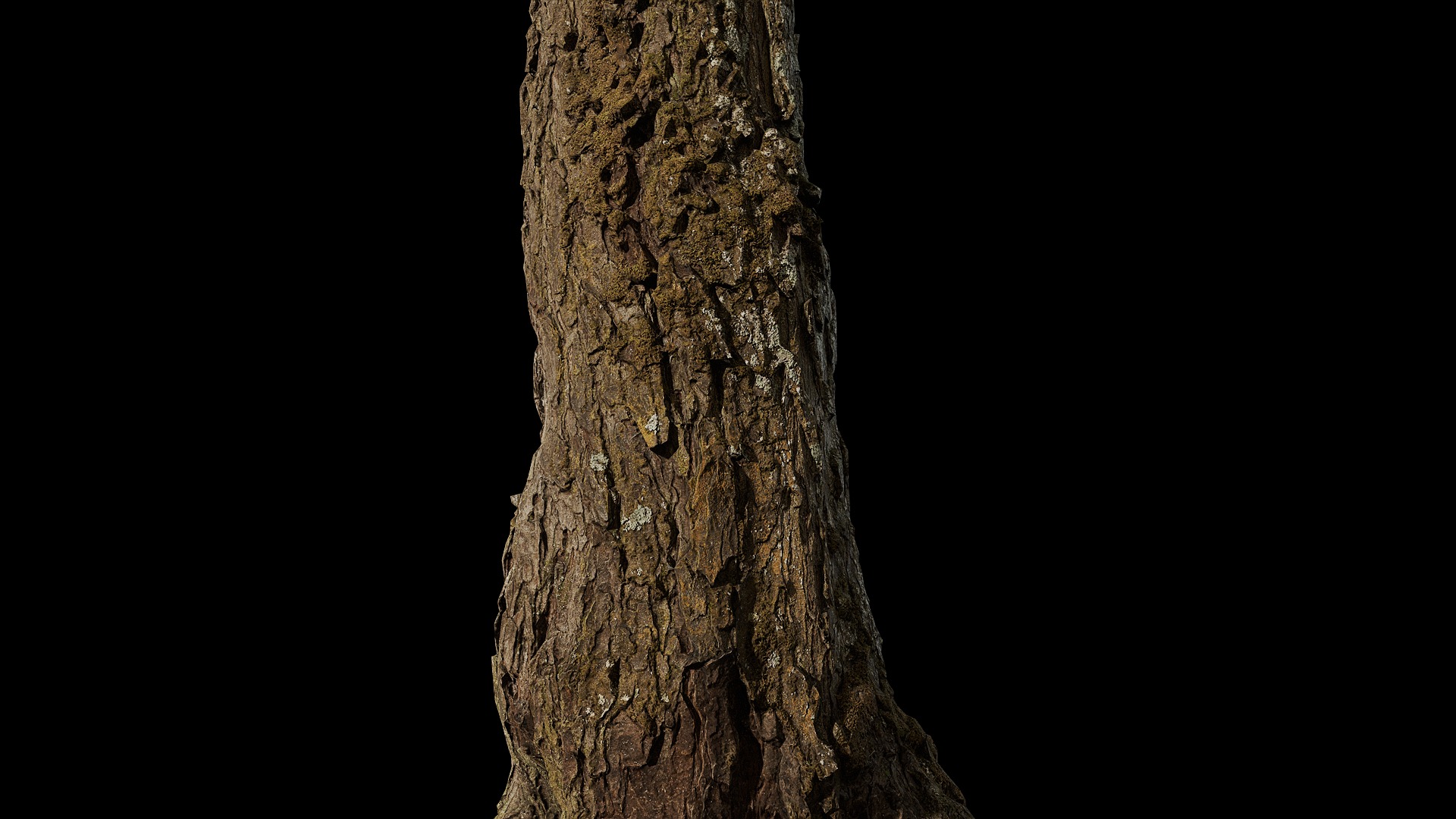 Anydrafts Hippophae rhamnoides Trunk 08 Low-poly 3D model_7