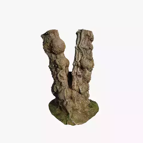 Anydrafts Hippophae rhamnoides Trunk 09