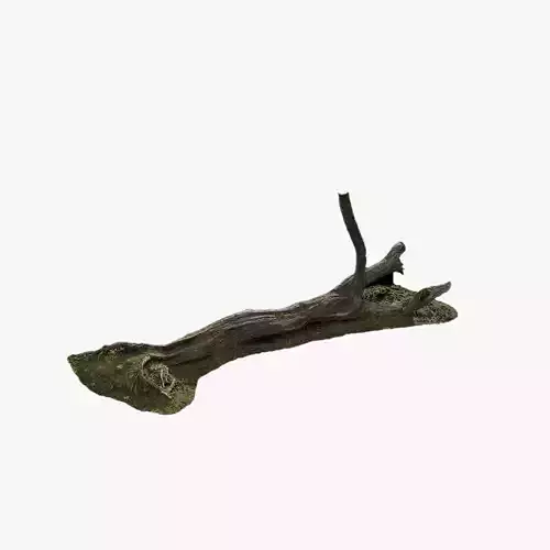 Anydrafts Hippophae rhamnoides Trunk 11