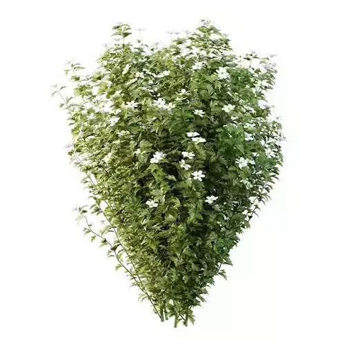 romneya coulter Plant 01