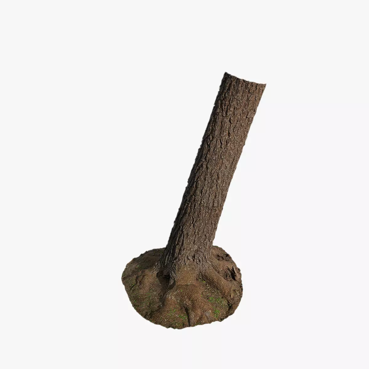 Anydrafts Hippophae rhamnoides Trunk 13 Low-poly 3D model_0