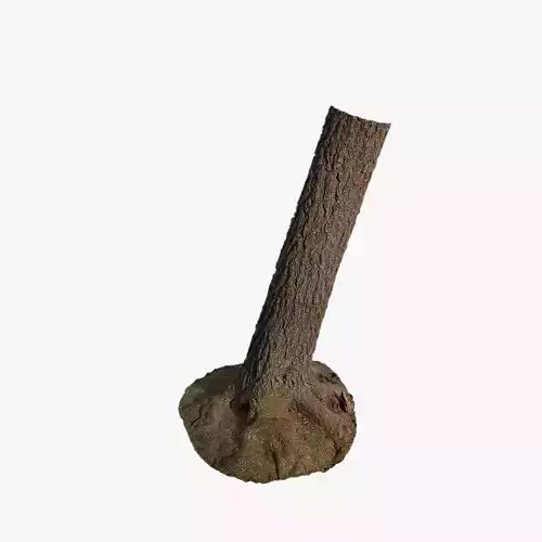 Anydrafts Hippophae rhamnoides Trunk 13