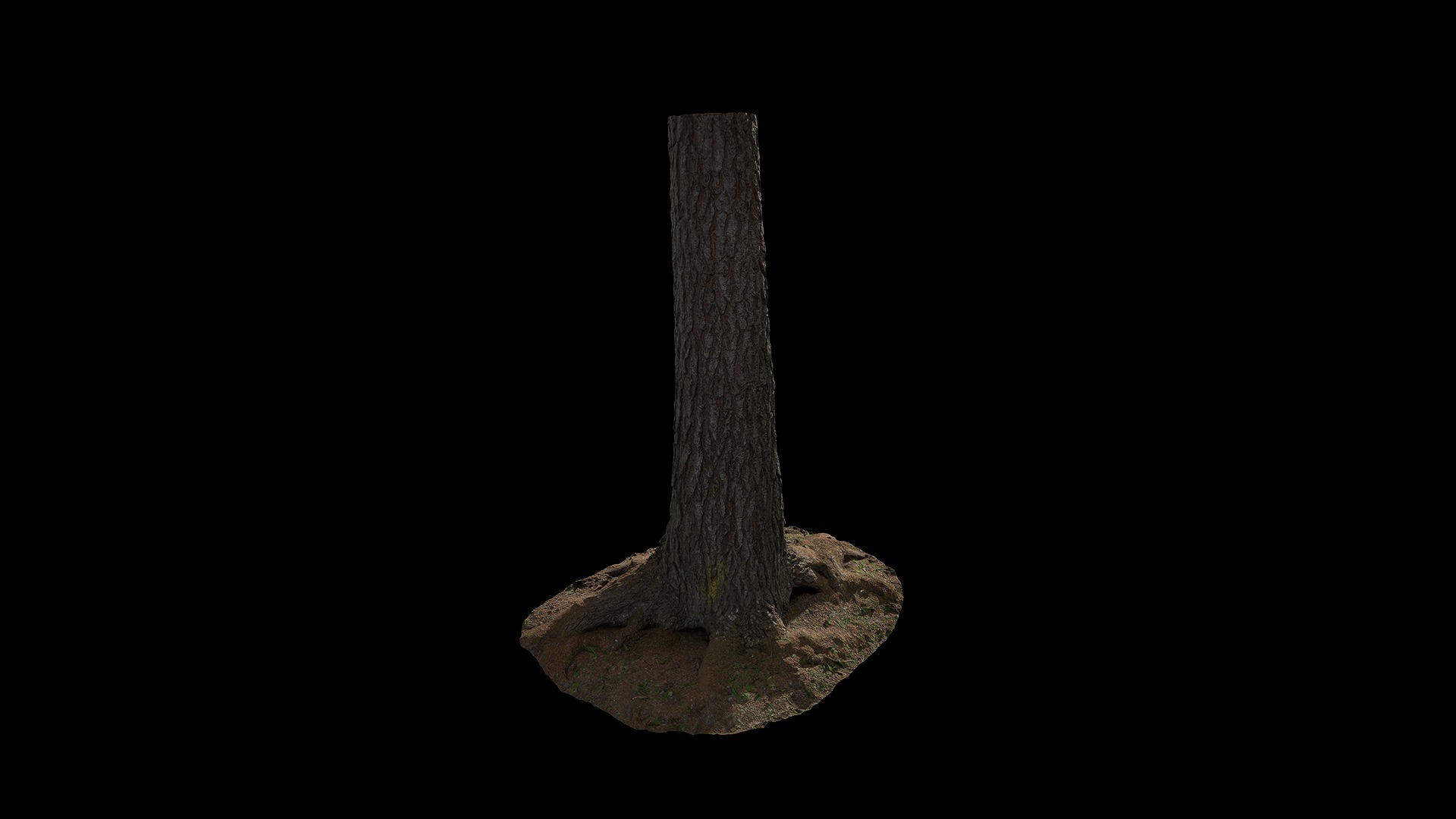 Anydrafts Hippophae rhamnoides Trunk 13 Low-poly 3D model_7