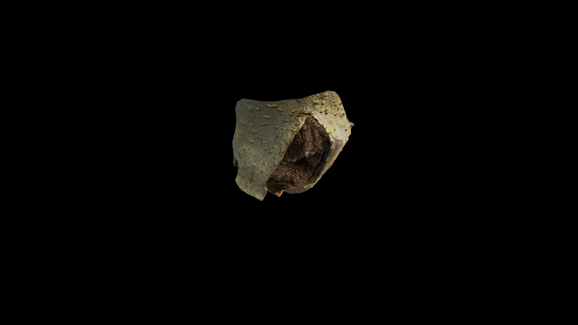 Anydrafts Koelreuteria paniculata Burl 16 Low-poly 3D model_6