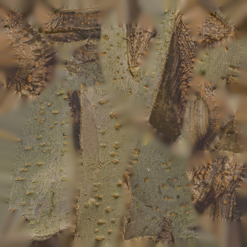 Anydrafts Koelreuteria paniculata Burl 16 Low-poly 3D model_1