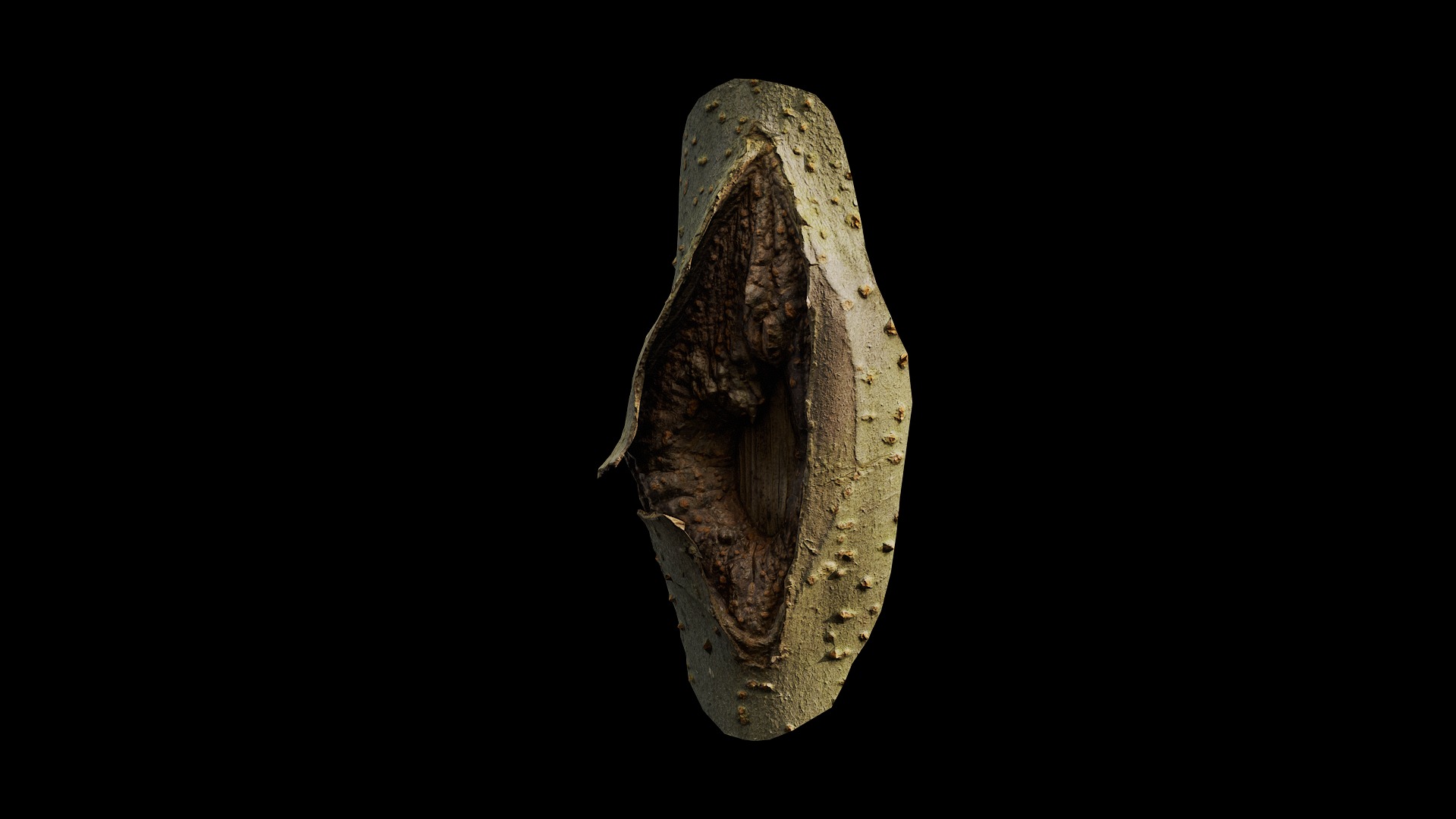 Anydrafts Koelreuteria paniculata Burl 16 Low-poly 3D model_4