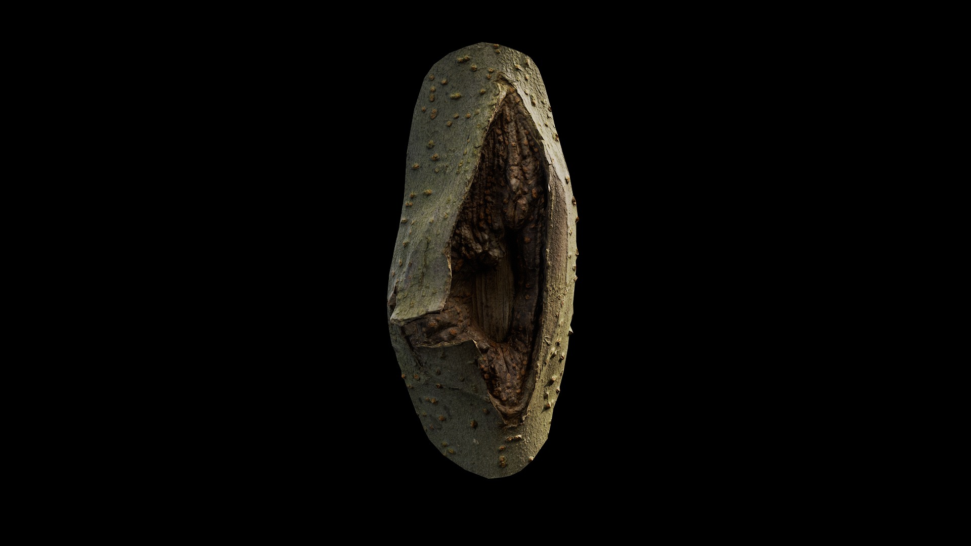 Anydrafts Koelreuteria paniculata Burl 16 Low-poly 3D model_2