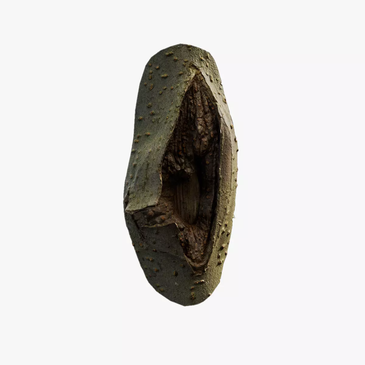 Anydrafts Koelreuteria paniculata Burl 16 Low-poly 3D model_0