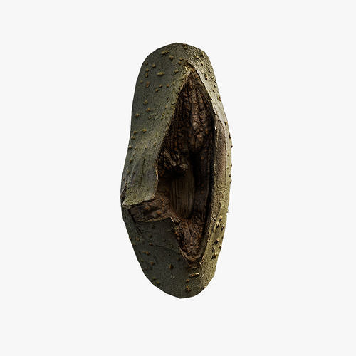 Anydrafts Koelreuteria paniculata Burl 16 Low-poly 3D model