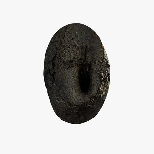 Anydrafts Koelreuteria paniculata Burl 18 Low-poly 3D model