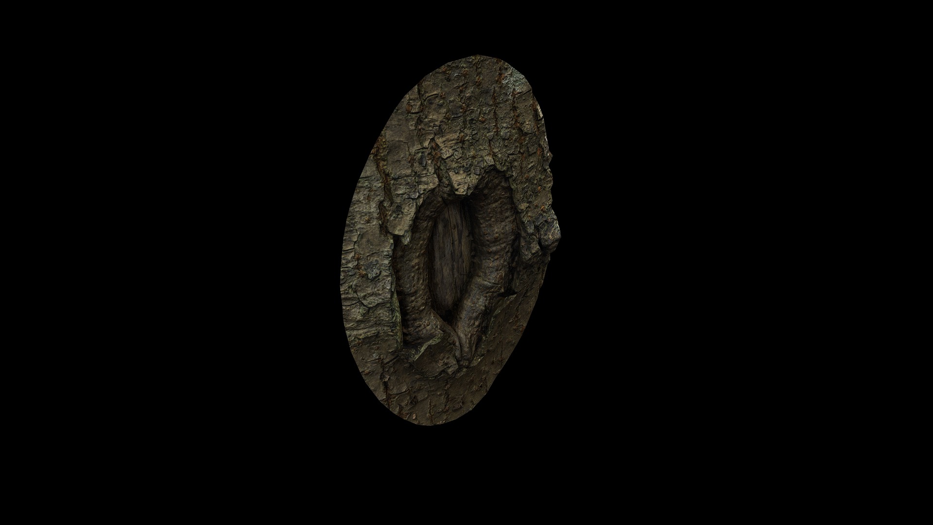 Anydrafts Koelreuteria paniculata Burl 19 Low-poly 3D model_8