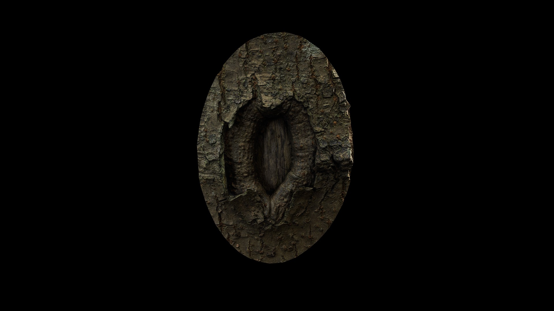 Anydrafts Koelreuteria paniculata Burl 19 Low-poly 3D model_2