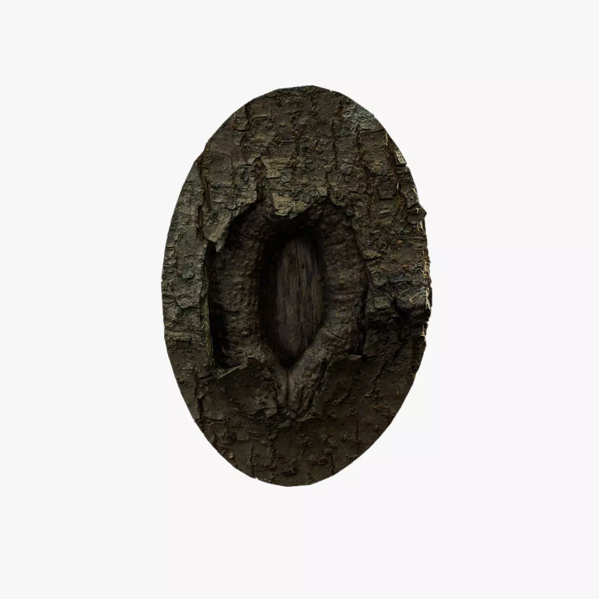 Anydrafts Koelreuteria paniculata Burl 19 Low-poly 3D model_0