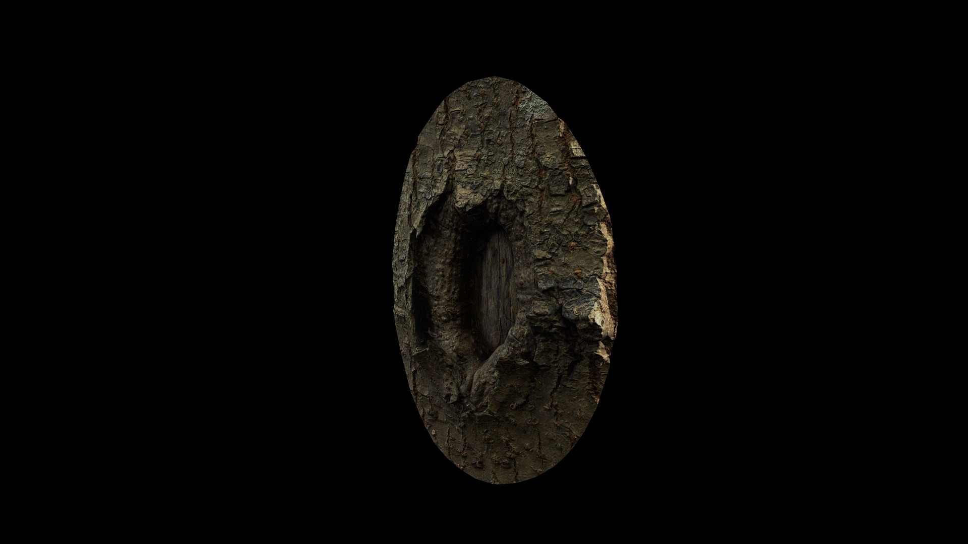 Anydrafts Koelreuteria paniculata Burl 19 Low-poly 3D model_4