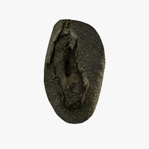 Anydrafts Koelreuteria paniculata Burl 21 Low-poly 3D model