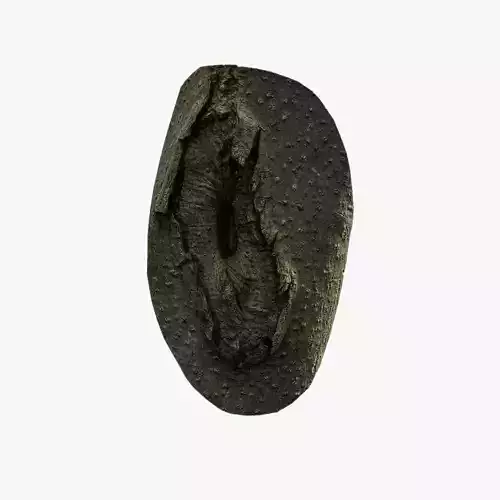 Anydrafts Koelreuteria paniculata Burl 21 Low-poly 3D model